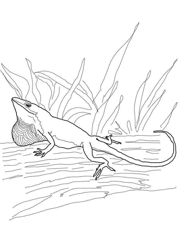 printable Iguana coloring page download