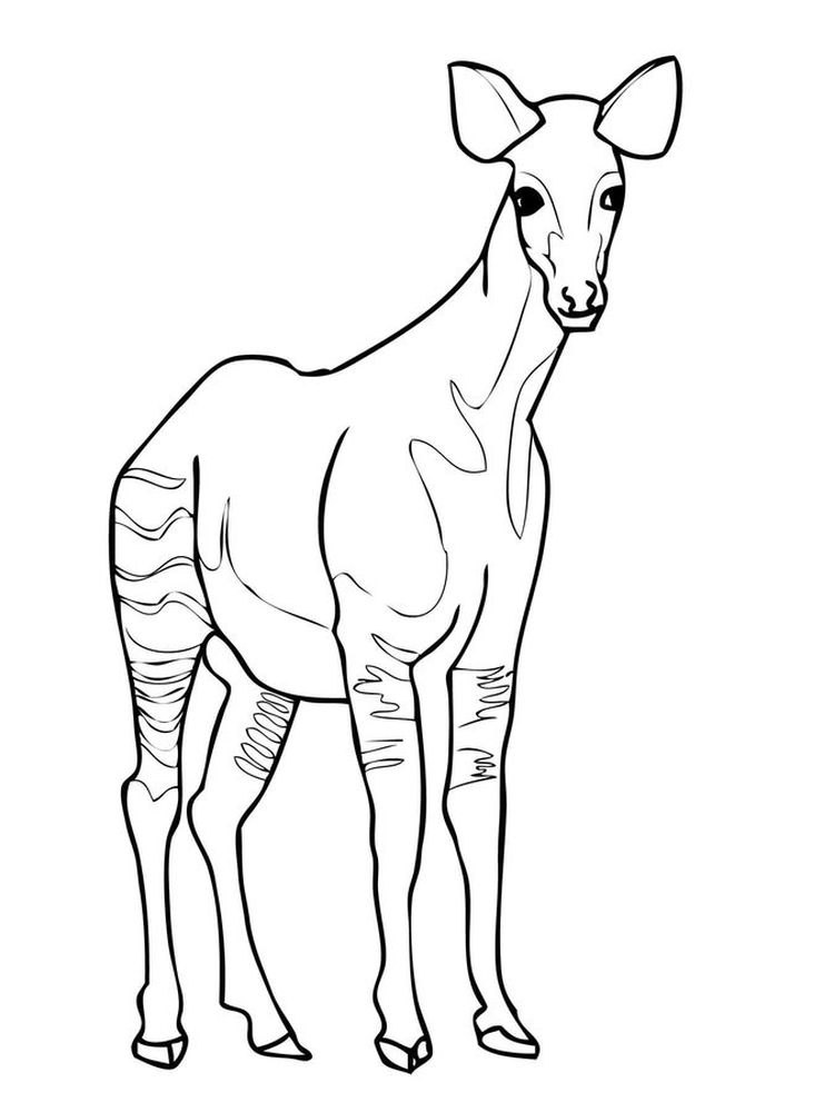 printable okapi coloring pages image