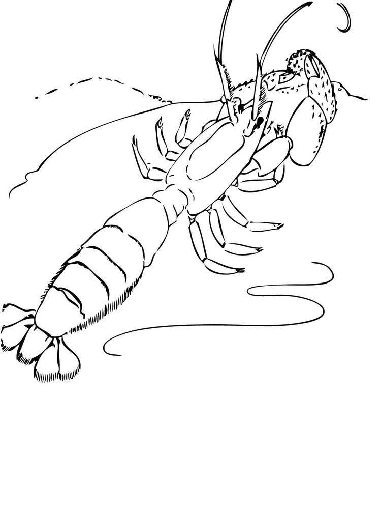 printable prawn coloring pages free