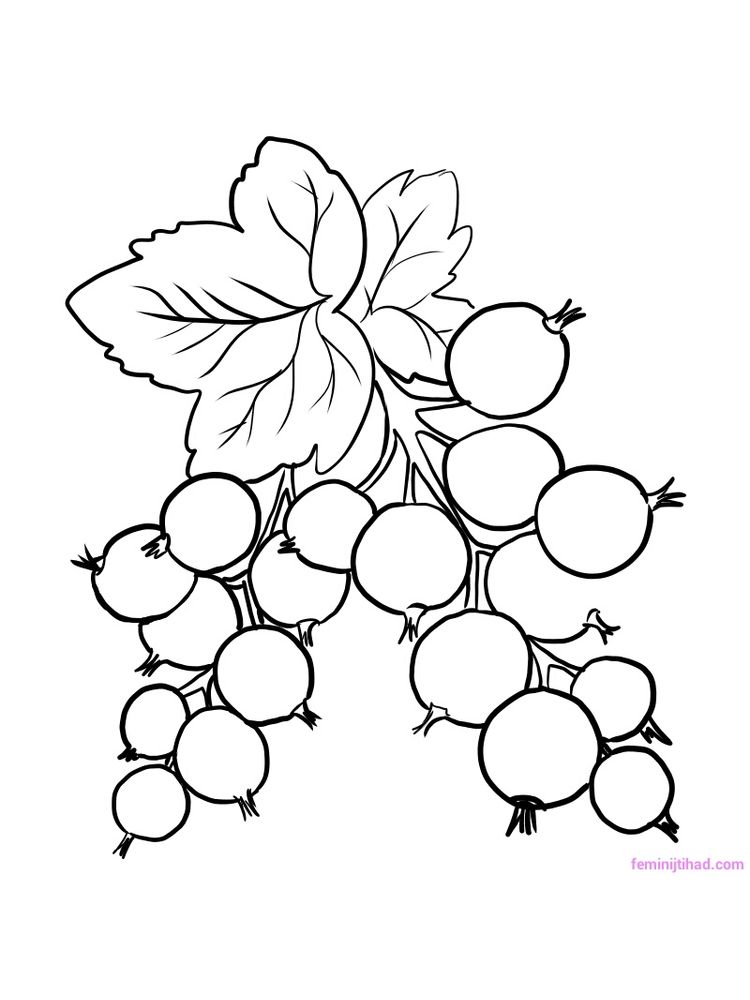 printable red currant coloring page