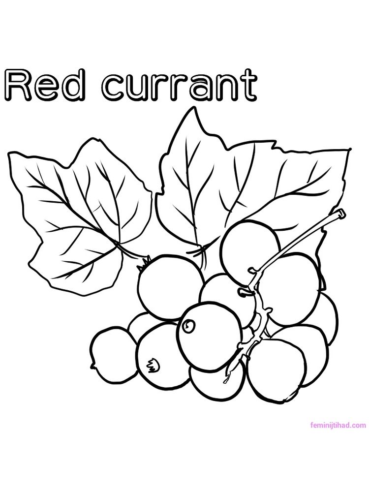 printable red currant