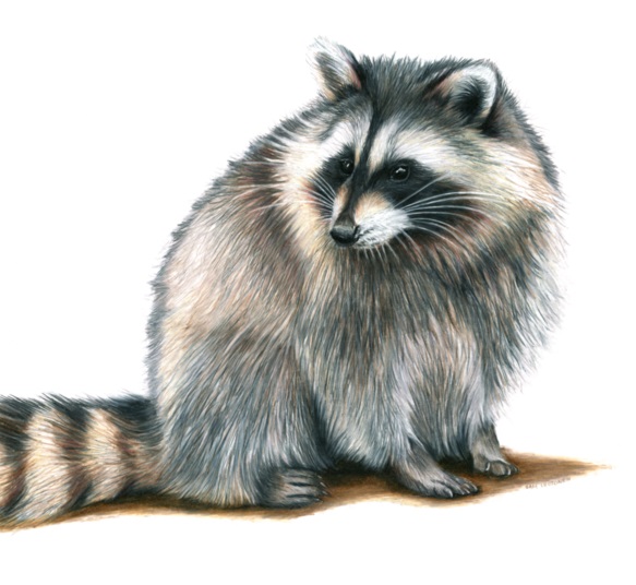 Clever and Mischievous Creatures, Raccoon Coloring Pages