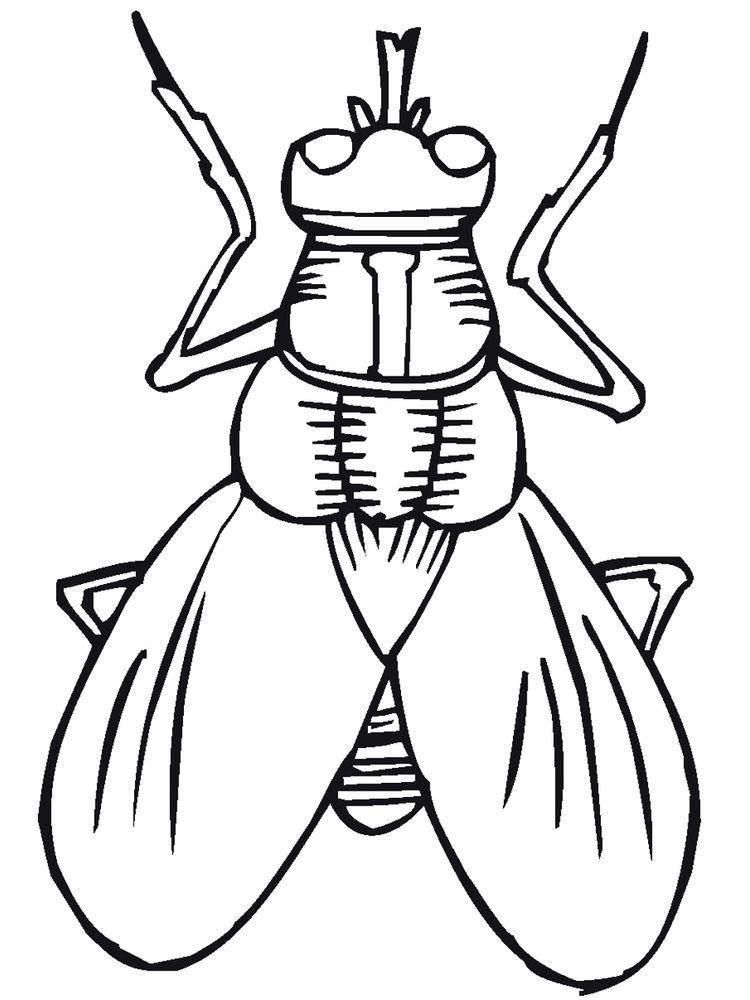 rainforest insects coloring pages print