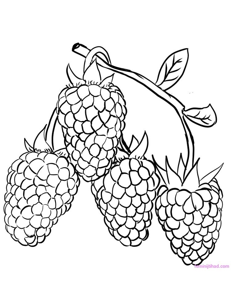 raspberry coloring page download free