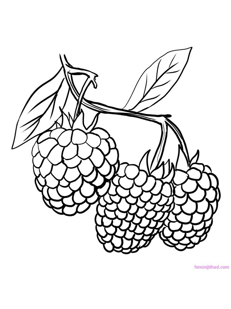 raspberry coloring pages pdf