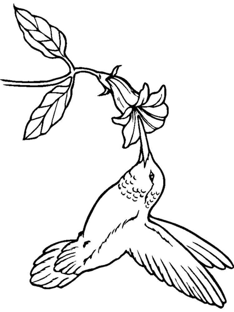 ruby throated hummingbird coloring pages