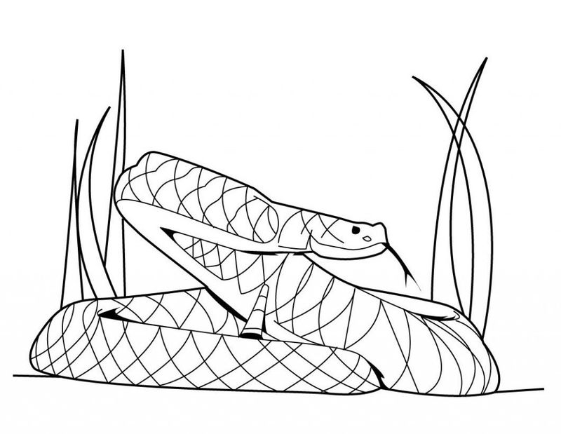 snake coloring pages for preschoolers free