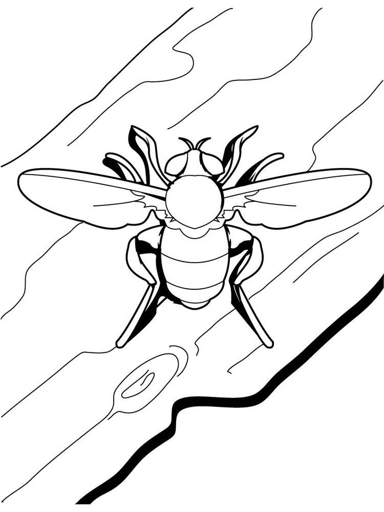 summer insects coloring pages print