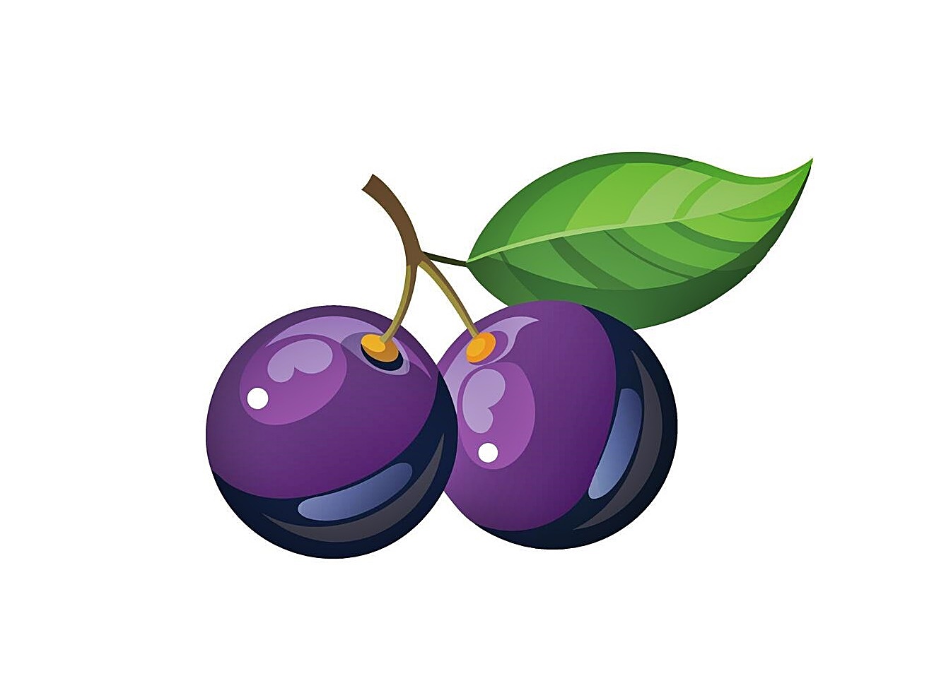 Jaboticaba Fruit Coloring Image