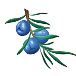 Juniper Berry Coloring Images