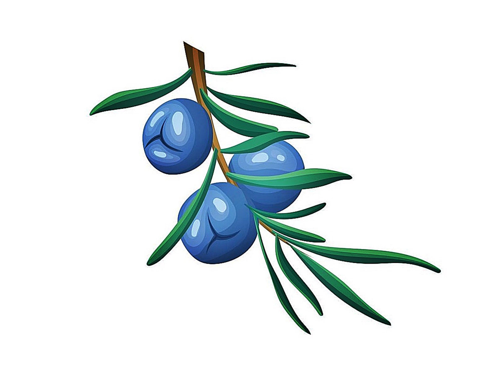 Juniper Berry Coloring Images