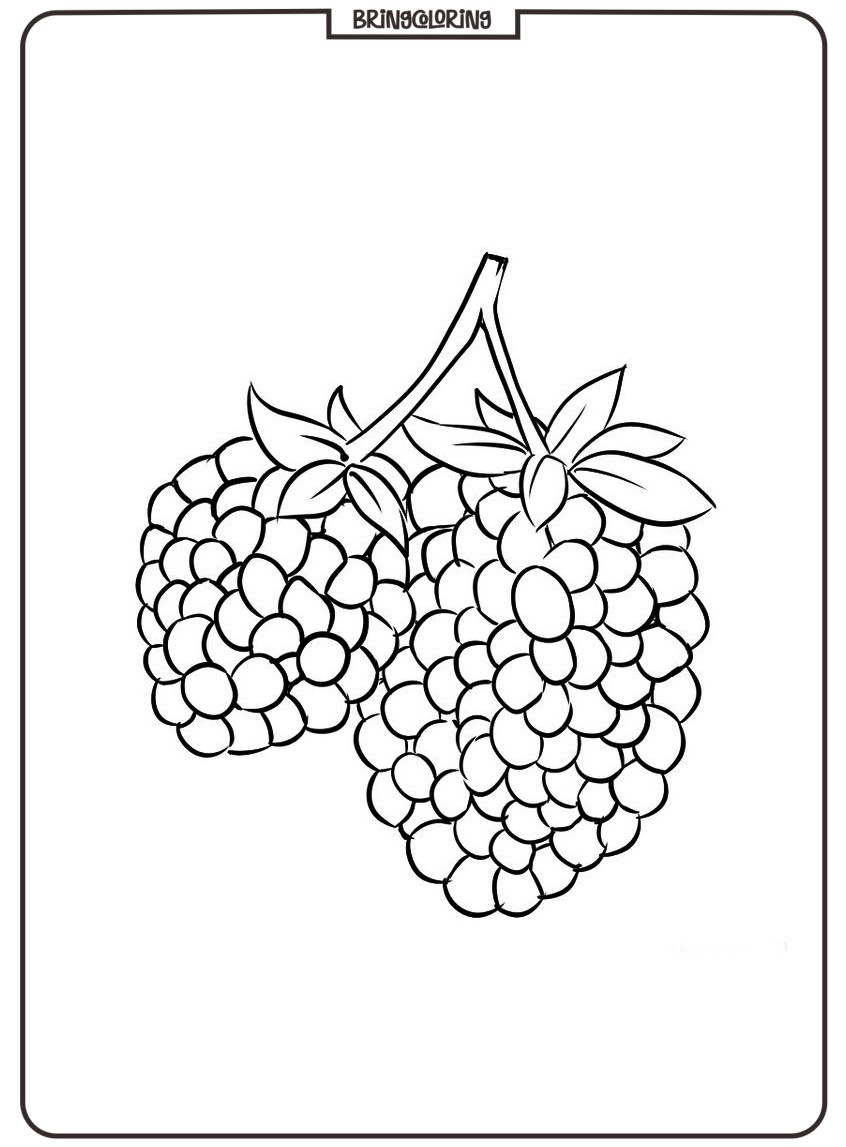 Printable marionberry coloring picture