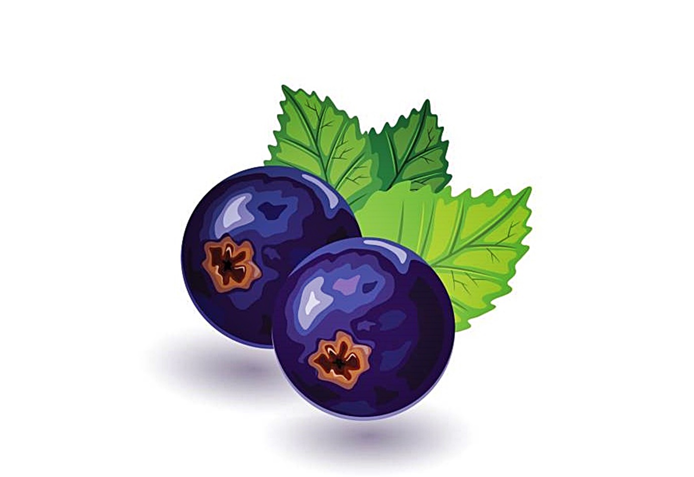 blackcurrant coloring image