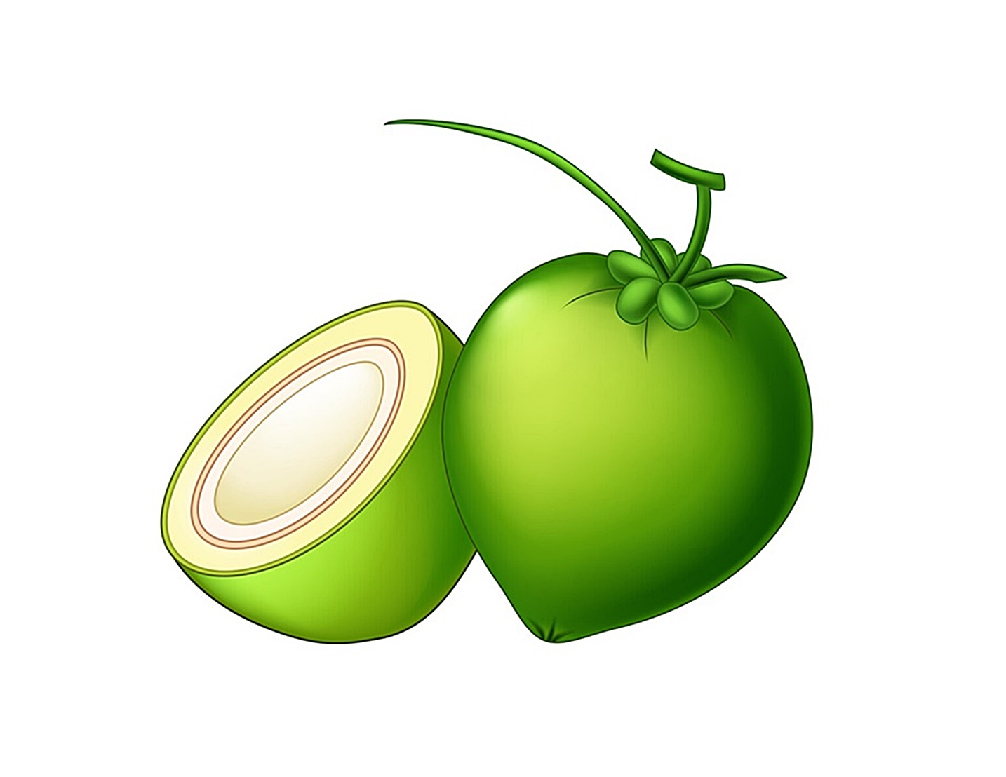 coconut images coloring