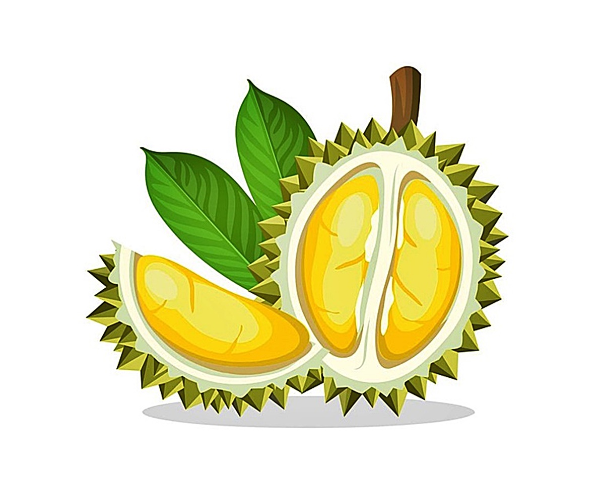 durian image coloring