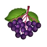 Round black nectar. Medicinal, ornamental plant. Vector. Close up
