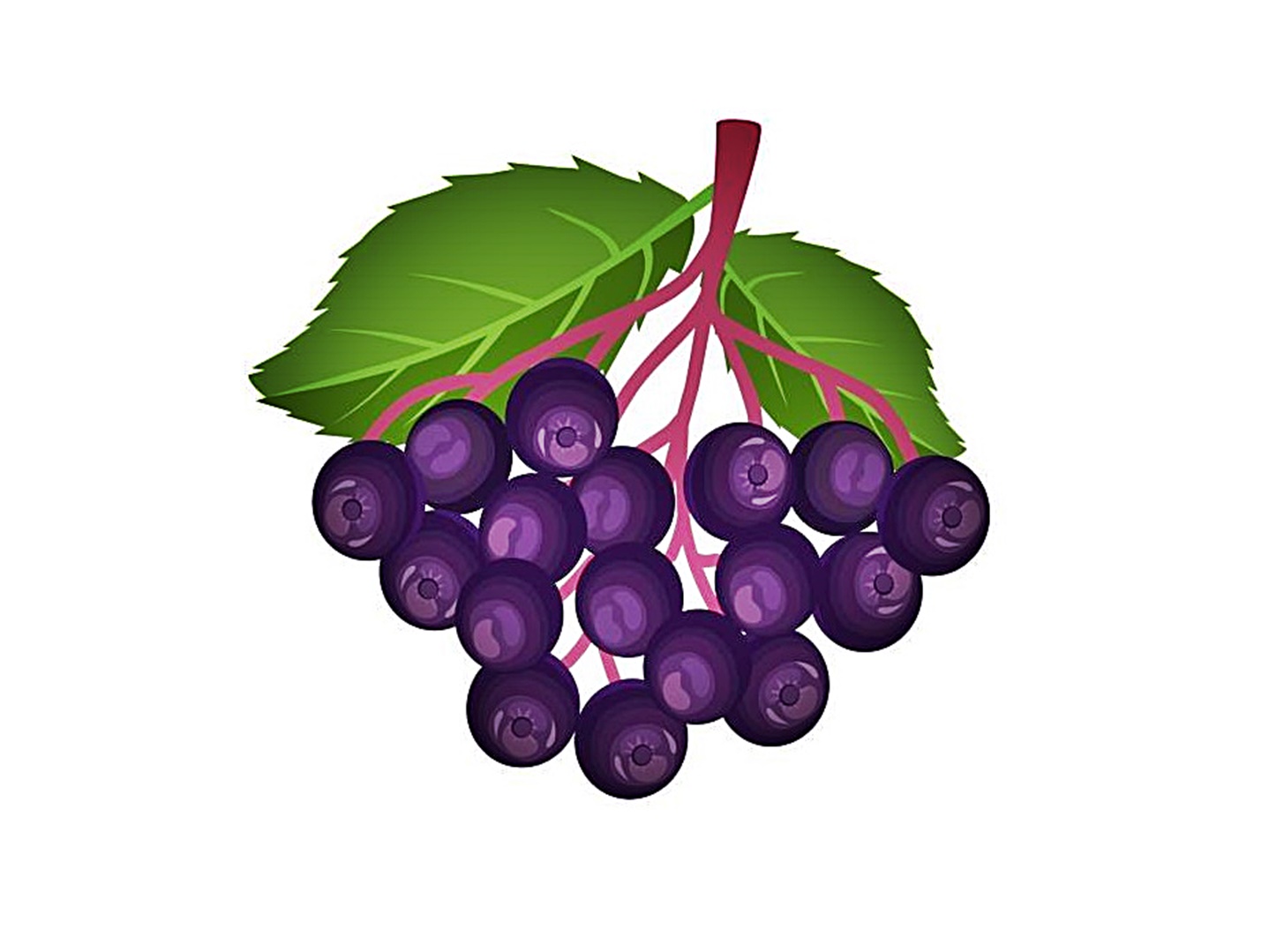 Round black nectar. Medicinal, ornamental plant. Vector. Close up