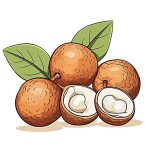 fruit longan coloring image