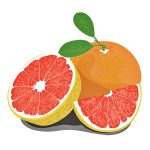grapefruit coloring image