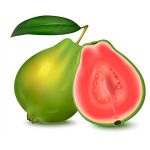 guava coloring image