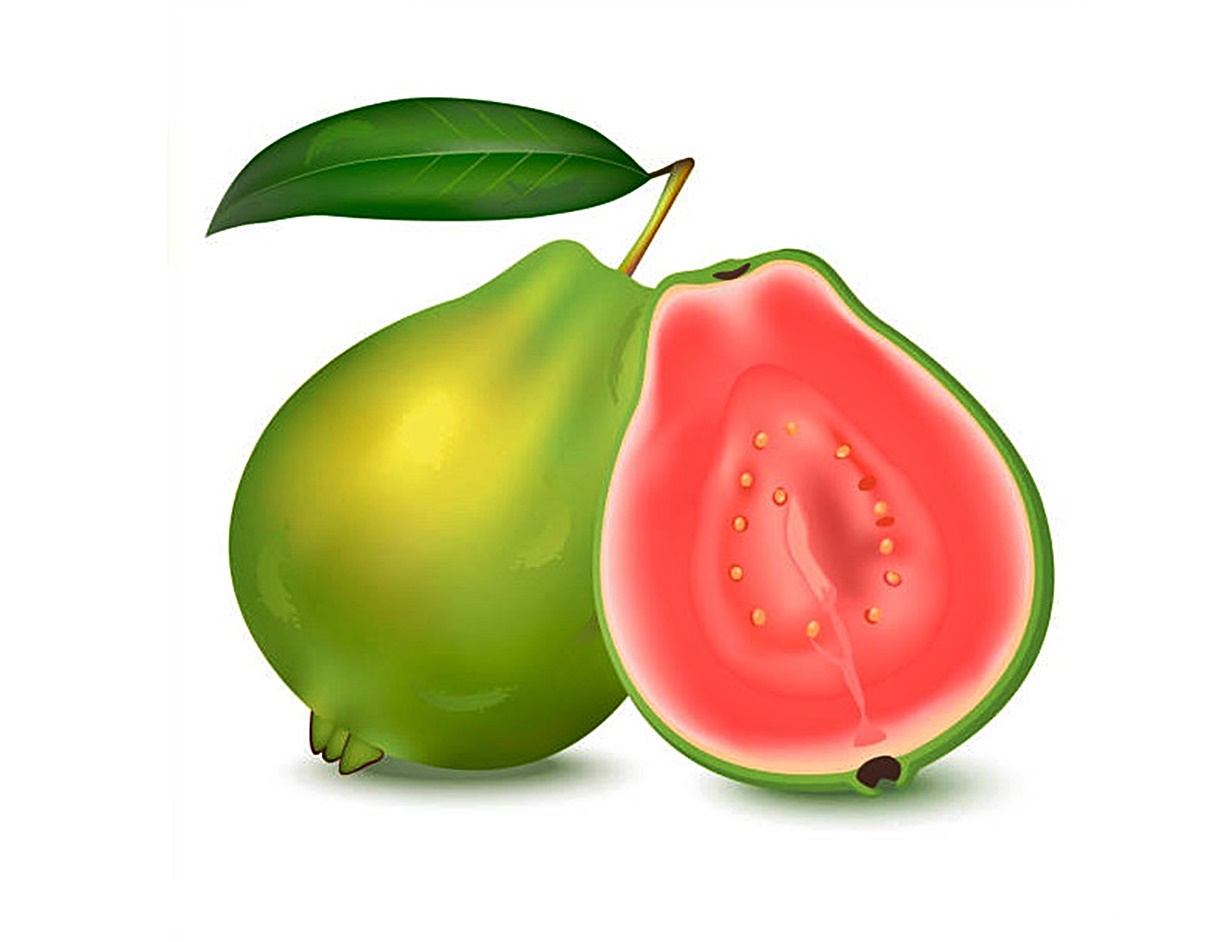 guava coloring image