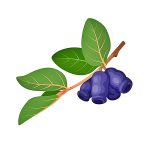 honeyberry coloring images