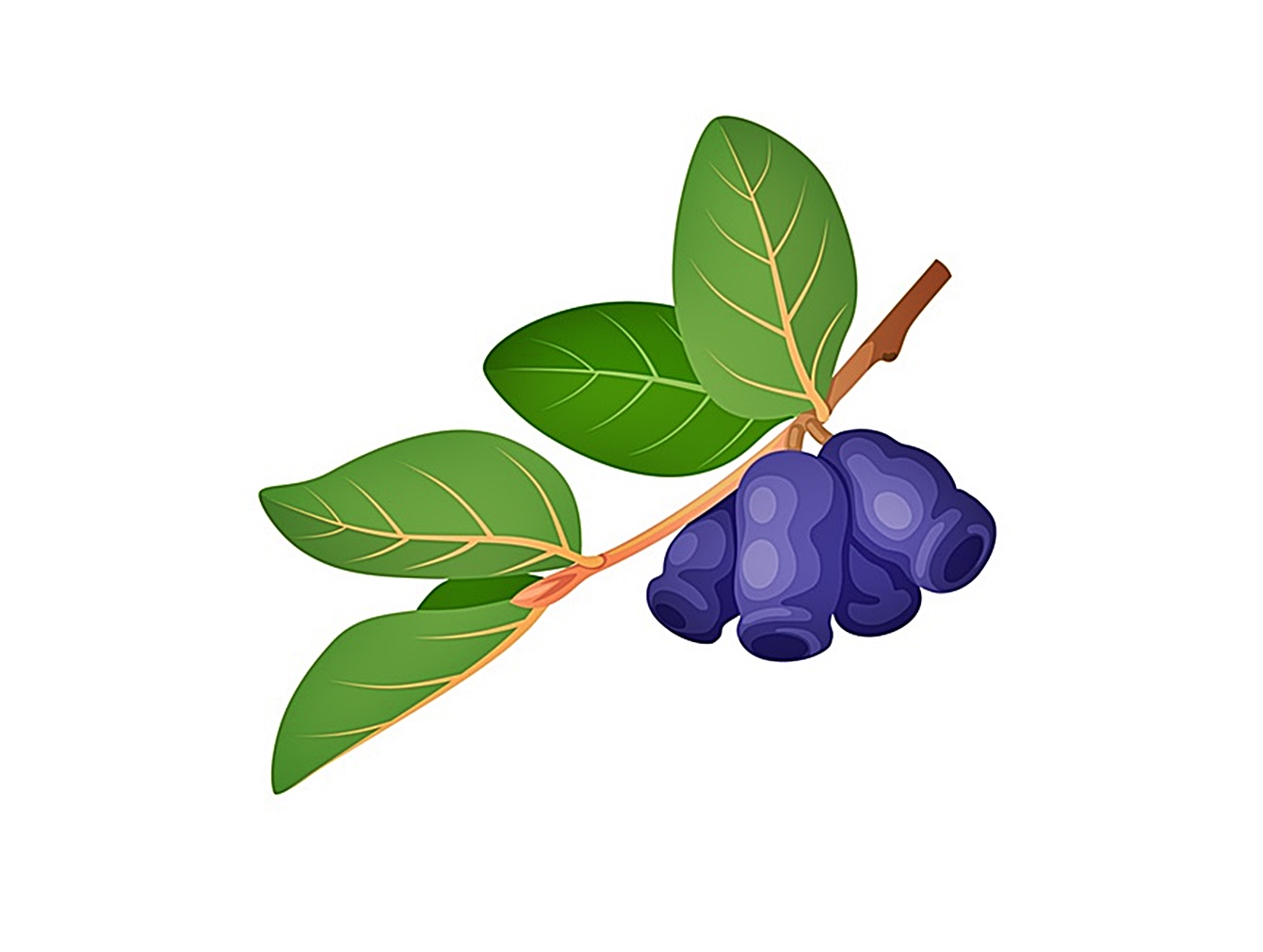 honeyberry coloring images
