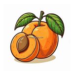 image is apricot fruit coloring