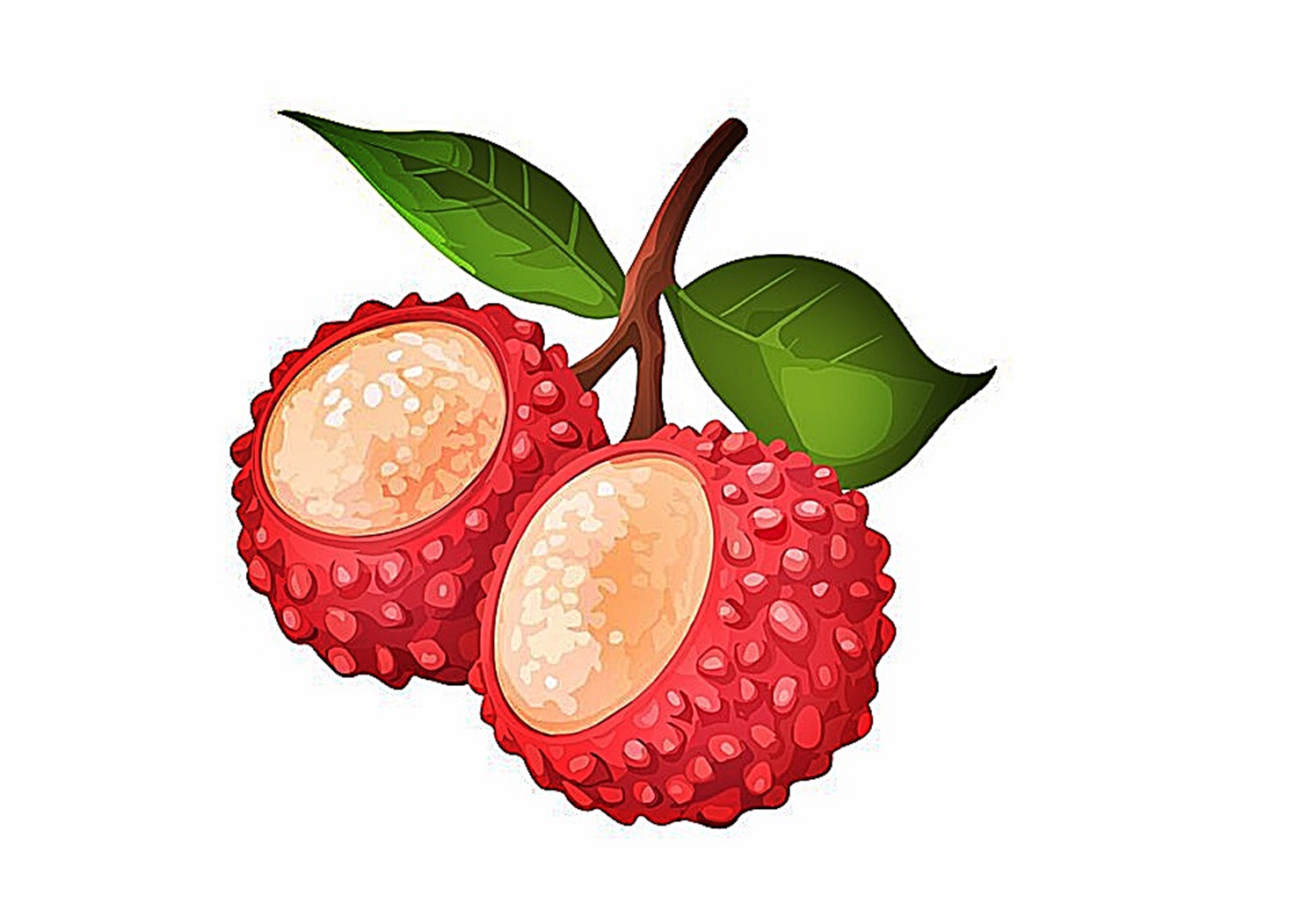 image lychee fruit coloring page