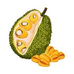 jackfruit coloring image