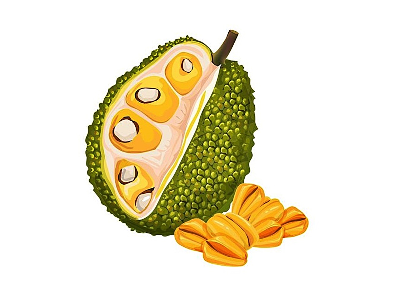 jackfruit coloring image