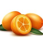 Vector orange kumquat fruits and green leaves isolated on white background