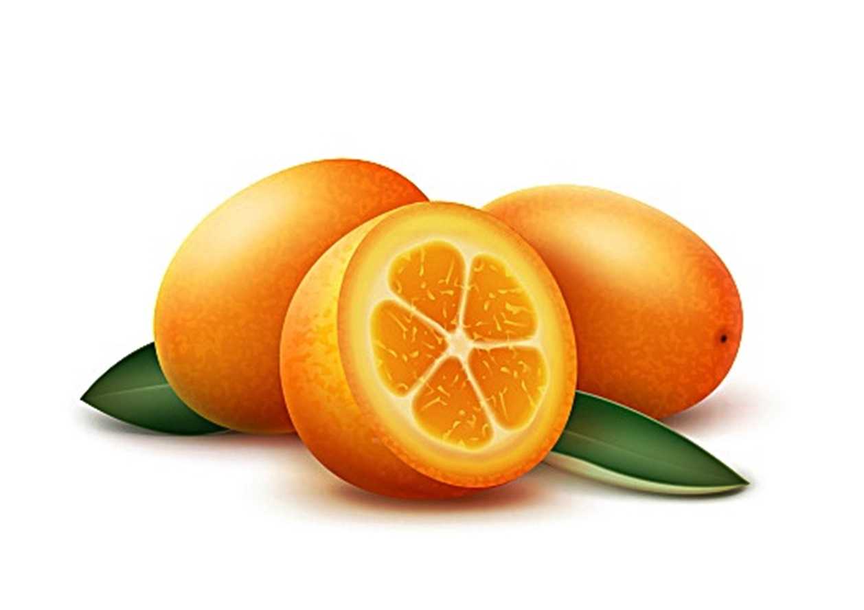 Vector orange kumquat fruits and green leaves isolated on white background