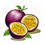 passion fruit image coloring