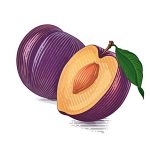 colorful plum Hand drawing sketch engraving illustration style vector