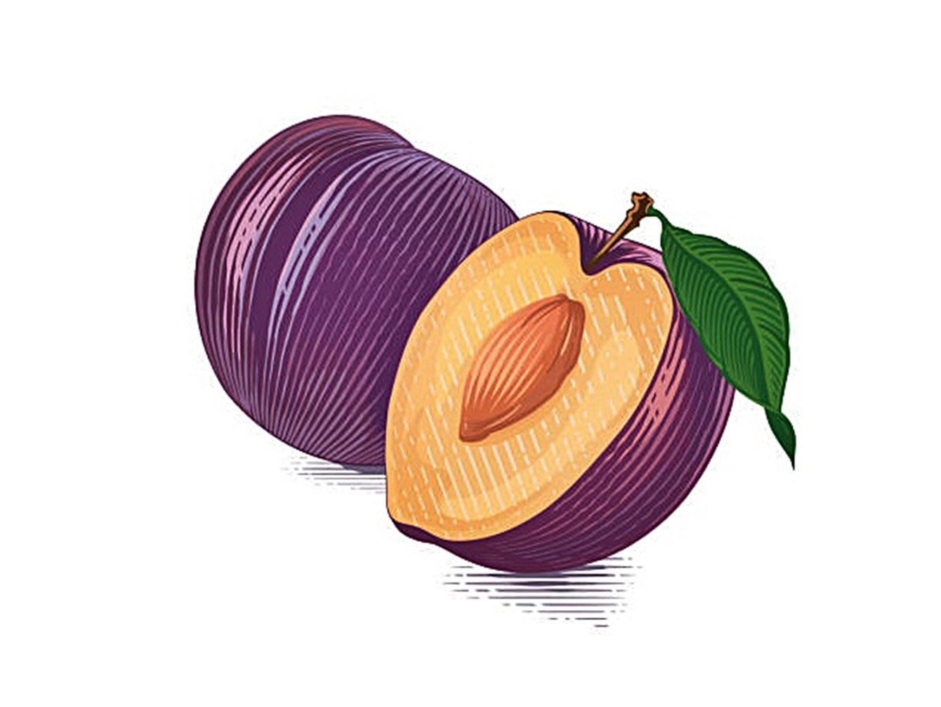 colorful plum Hand drawing sketch engraving illustration style vector