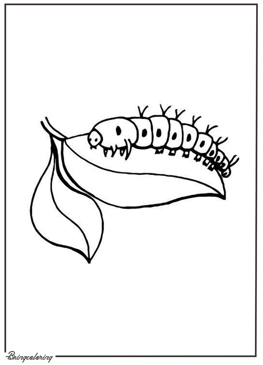 Caterpillar Coloring Pages For Kids