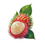 Rambutan fruit coloring image