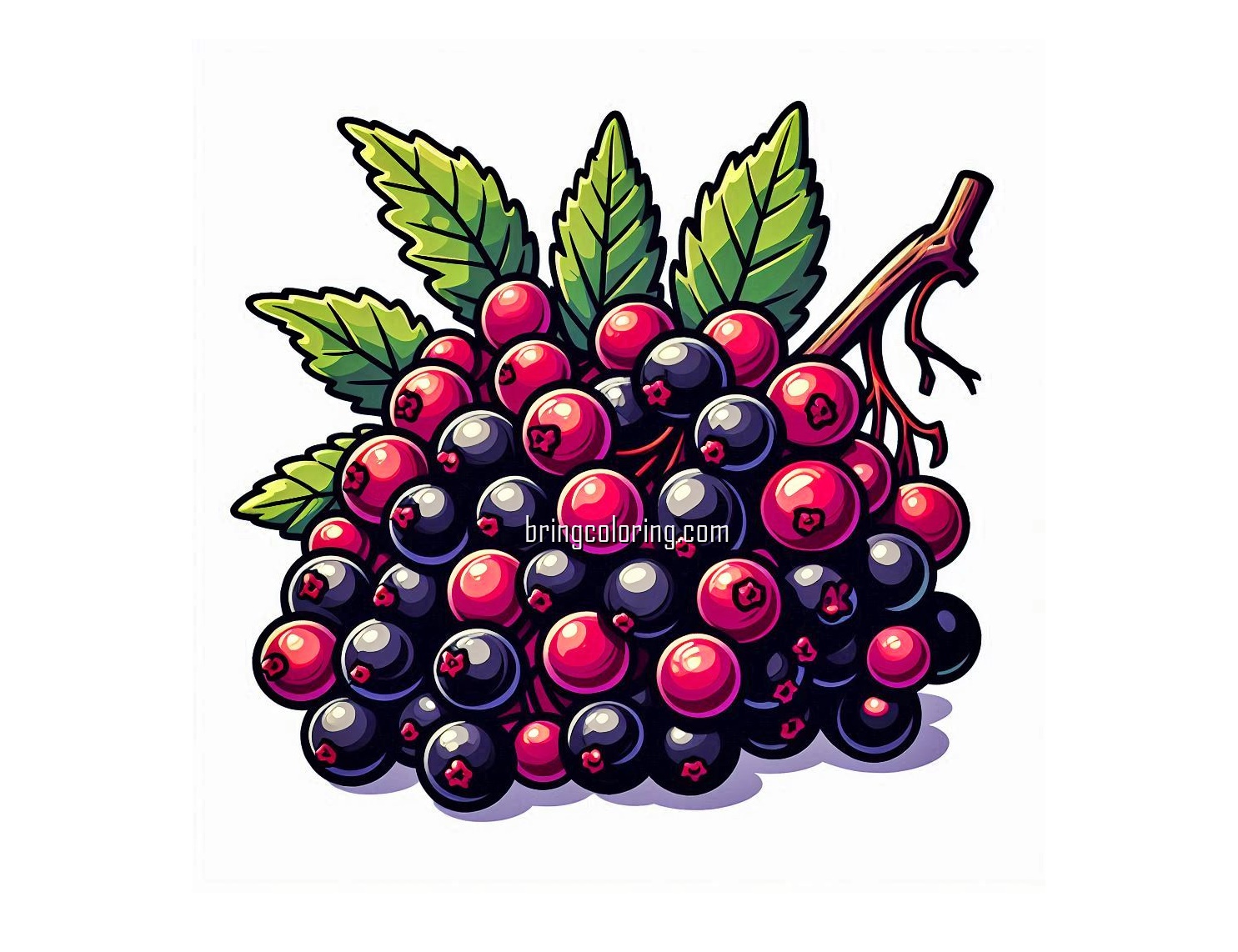 image is elderberry coloring