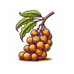 image is longan fruit coloring