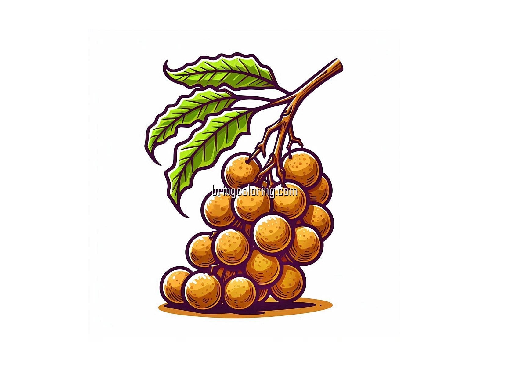 Small and Sweet Tropical Fruit, Longan Coloring Page for Kids 1 image is longan fruit coloring