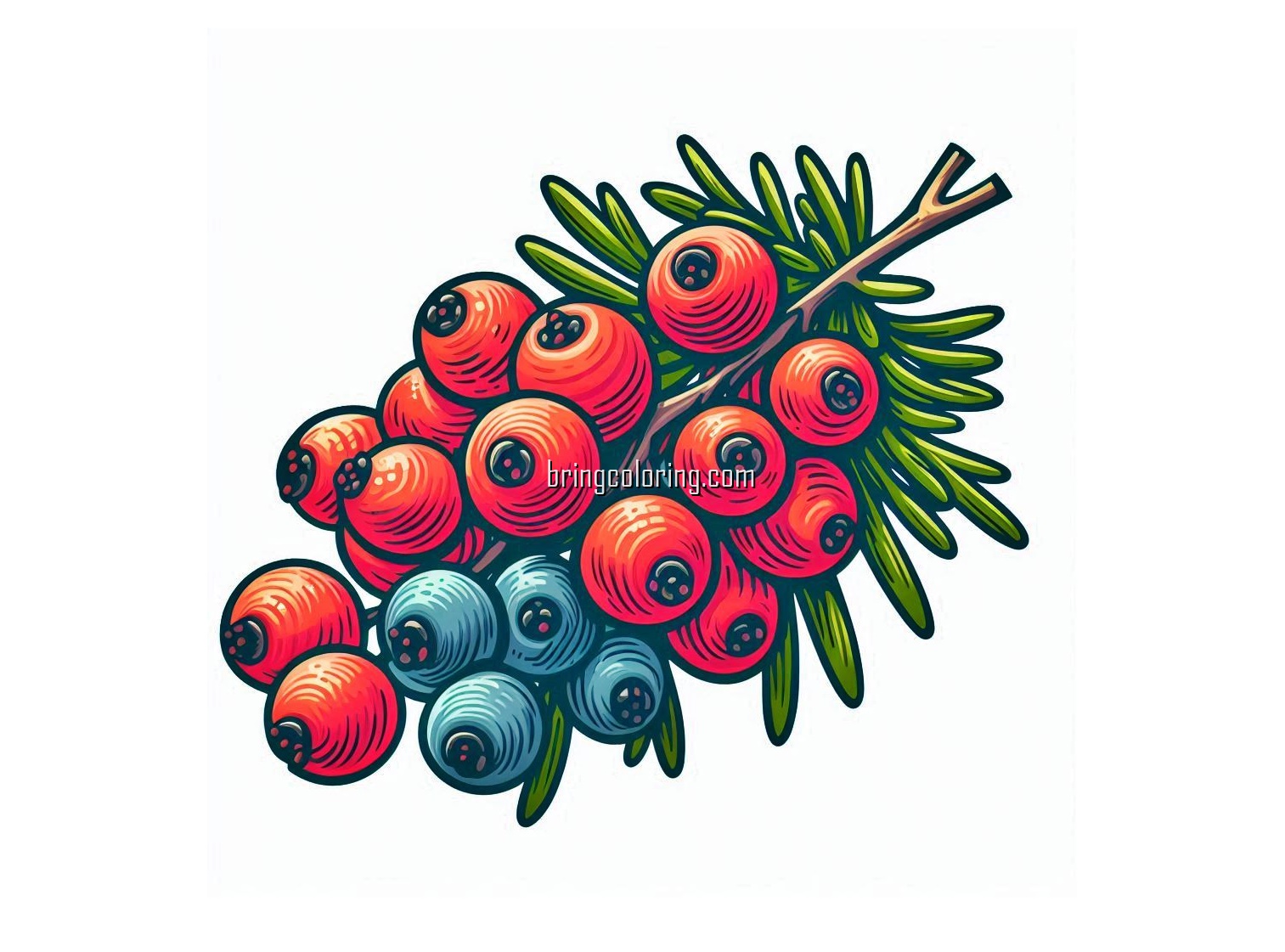 image of juniper berry coloring