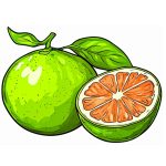 pomelo image coloring
