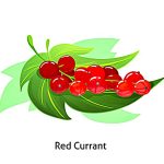 red currant image coloring