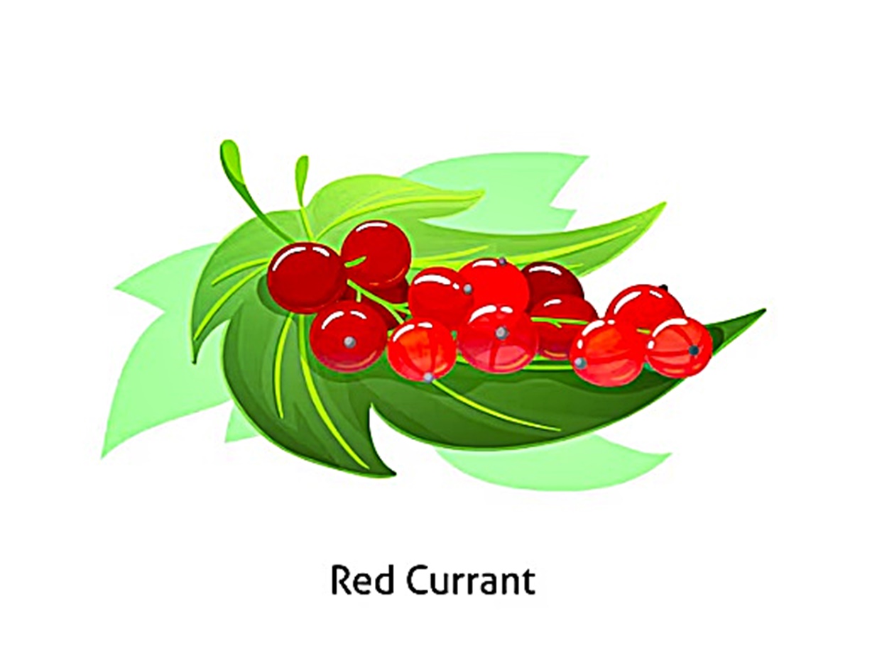 red currant image coloring