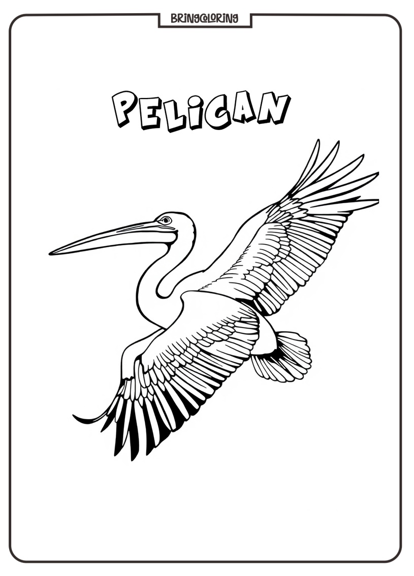 Pelican Coloring Page for Kids