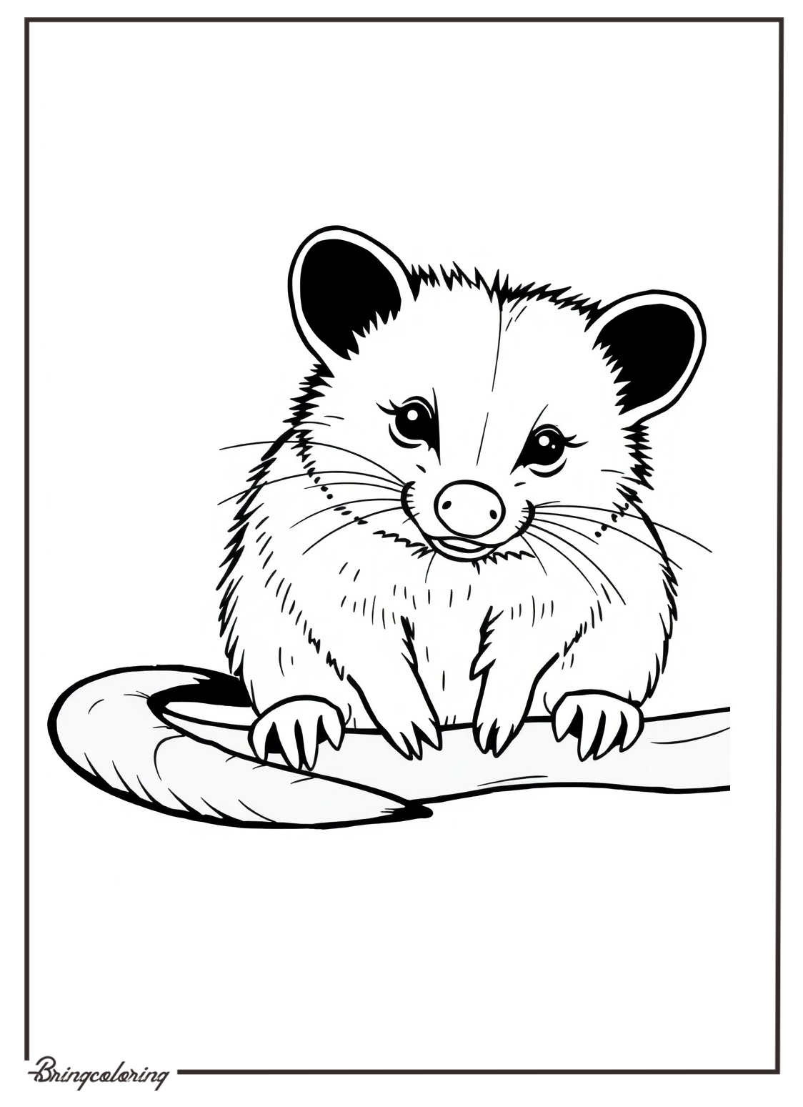 Adorable Possum Coloring Fun 1 Possum Coloring Page for Kids
