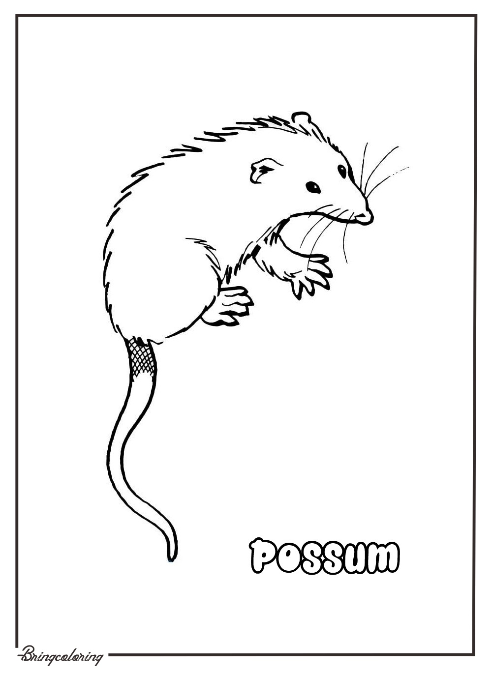 Adorable Possum Coloring Fun 2 Possum Coloring Page