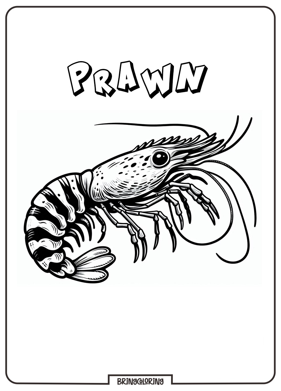 Prawn Coloring Pages for Kids 2 Prawn Coloring Page for Kid
