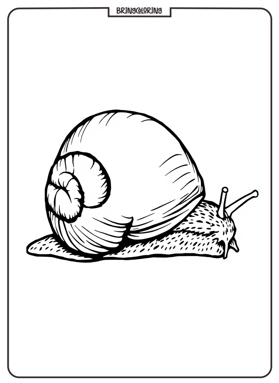 Snail Coloring Pages for Kids 1 Snail Coloring Page for Kids
